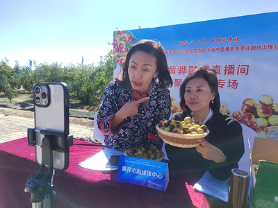 河北黃驊 古貢棗園話豐收，特色農(nóng)業(yè)促振興
